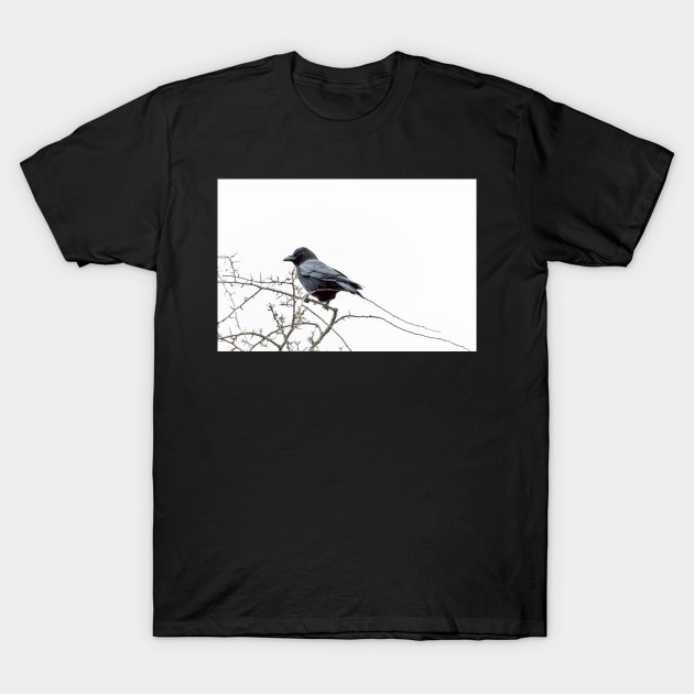 Jackdaw on a branch T-Shirt by InspiraImage